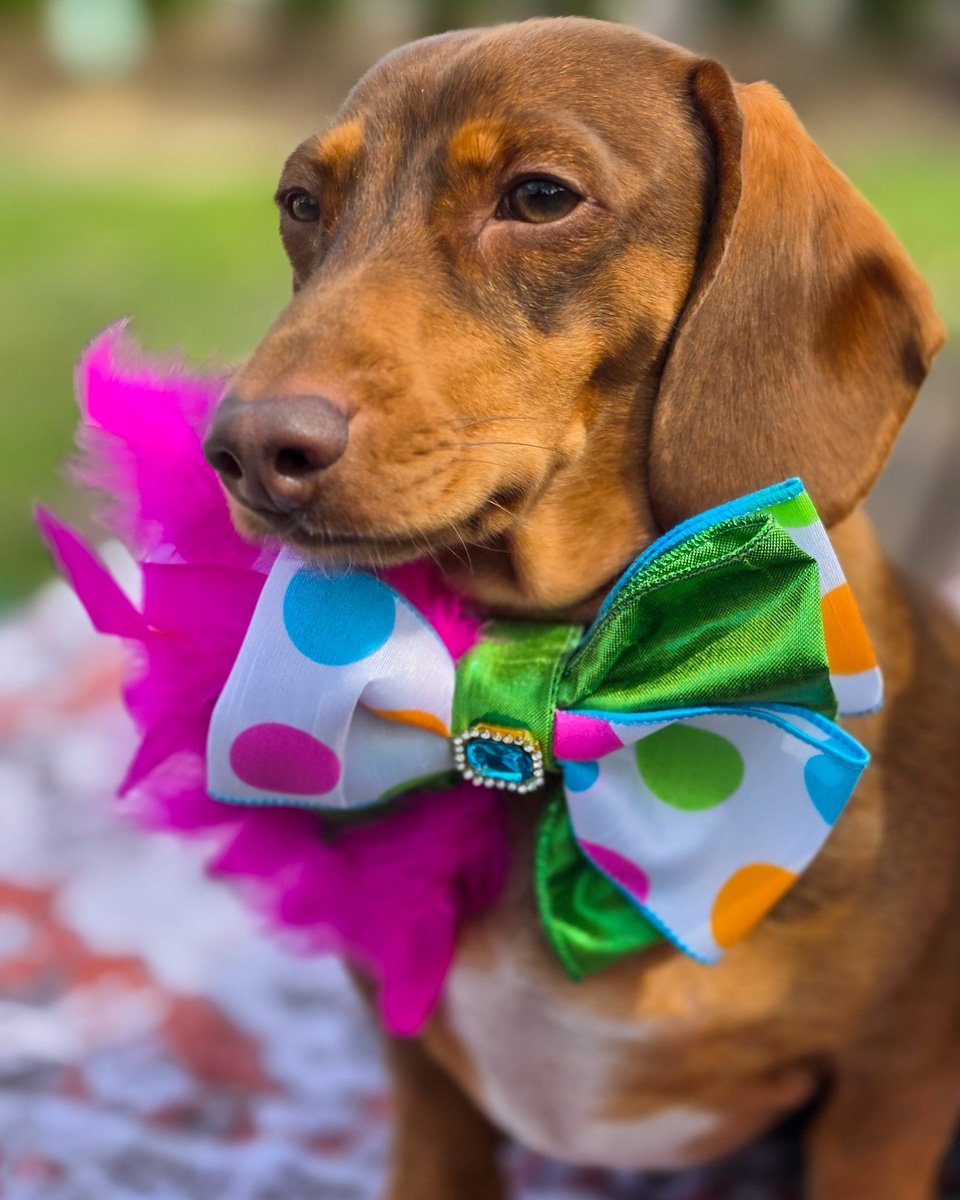 A red dachshund wearing a polka dot bow tie with a blue gem and pink feather accents by FFM Couture Bowtique. Windy City Tailz outfit photo.